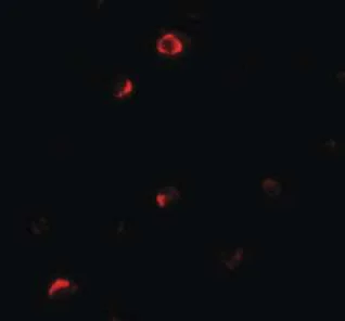 Immunocytochemistry/ Immunofluorescence - Anti-Pellino 1 antibody - C-terminal (AB189953)