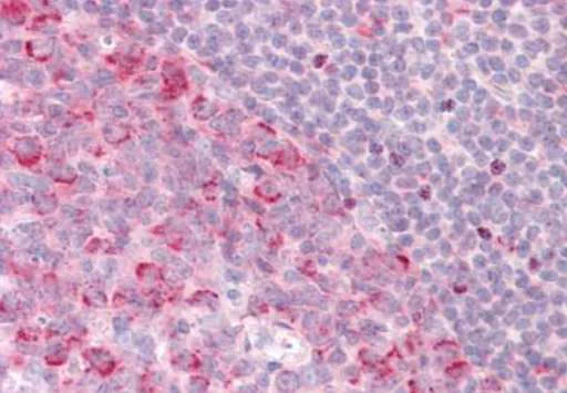 Immunohistochemistry (Formalin/PFA-fixed paraffin-embedded sections) - Anti-Pellino 1 antibody - C-terminal (AB189953)