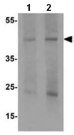 Western blot - Anti-Pellino 1 antibody - C-terminal (AB189953)