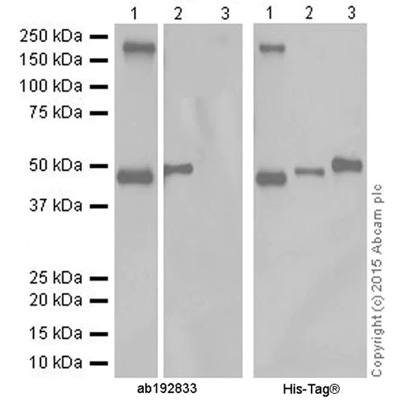 Western blot - Anti-Pellino 1 + Pellino 2 antibody [EPR19282] (AB192833)