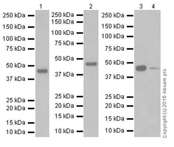 Western blot - Anti-Pellino 1 + Pellino 2 antibody [EPR19282] (AB192833)