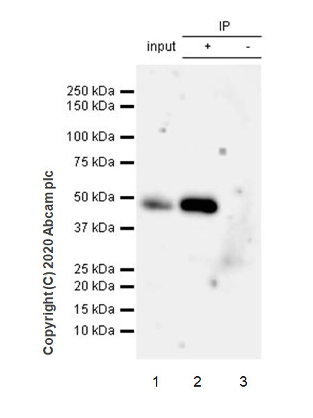 Immunoprecipitation - Anti-Pellino 1 + Pellino 2 antibody [EPR23275-22] (AB254297), expandable thumbnail