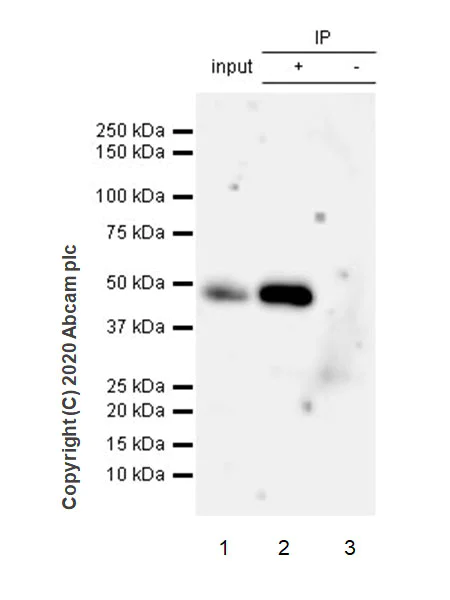 Immunoprecipitation - Anti-Pellino 1 + Pellino 2 antibody [EPR23275-22] (AB254297)