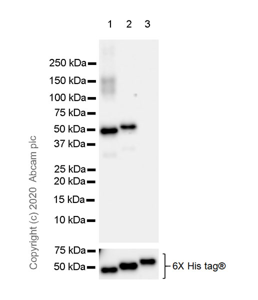 Western blot - Anti-Pellino 1 + Pellino 2 antibody [EPR23275-22] (AB254297), expandable thumbnail