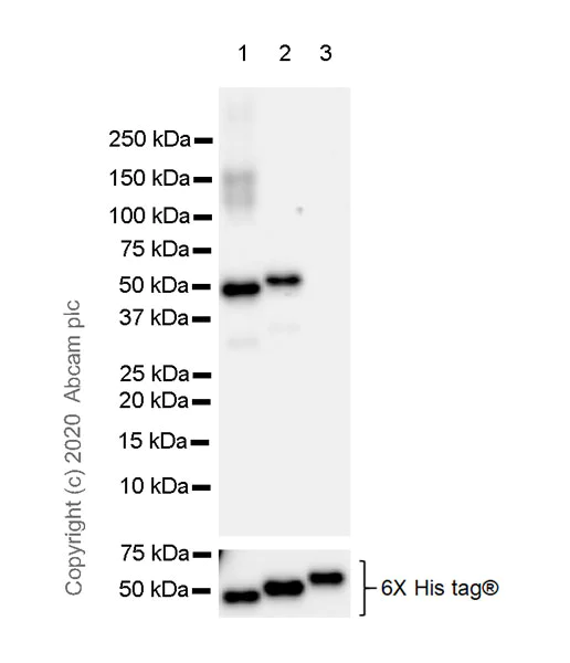 Western blot - Anti-Pellino 1 + Pellino 2 antibody [EPR23275-22] (AB254297)