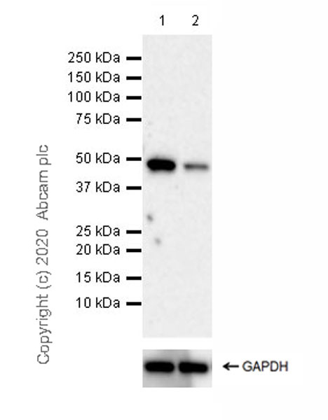 Western blot - Anti-Pellino 1 + Pellino 2 antibody [EPR23275-22] (ab254297), expandable thumbnail