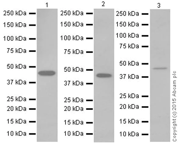 Western blot - Anti-Pellino 1+Pellino 2 antibody [EPR19282] - BSA and Azide free (AB251152)