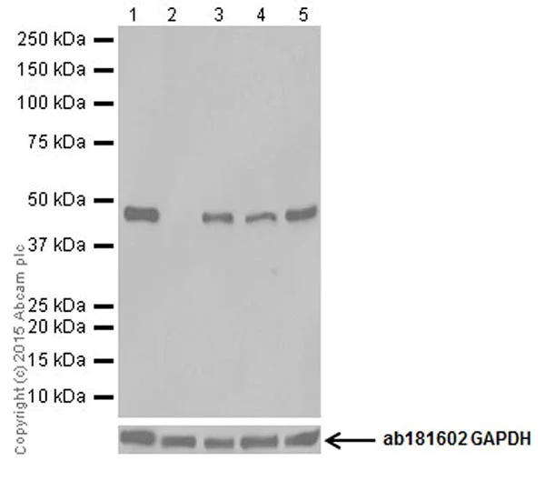 Western blot - Anti-Pellino 1+Pellino 2 antibody [EPR19282] - BSA and Azide free (AB251152)