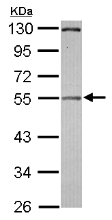 Western blot - Anti-Pellino 2 antibody (AB126982)