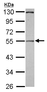 Western blot - Anti-Pellino 2 antibody (AB126982)