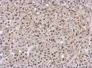 Immunohistochemistry (Formalin/PFA-fixed paraffin-embedded sections) - Anti-PELO antibody (AB154335)