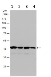 Western blot - Anti-PELO antibody (AB154335)