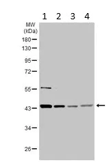 Western blot - Anti-PELO antibody (AB154335)