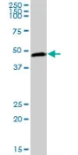 Western blot - Anti-PELO antibody (AB88673)