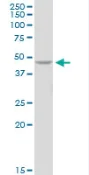 Western blot - Anti-PELO antibody (AB88673)