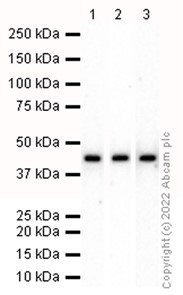 Western blot - Anti-PELO antibody [EP7530] - BSA and Azide free (AB248905)