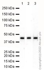Western blot - Anti-PELO antibody [EP7530] - BSA and Azide free (AB248905)