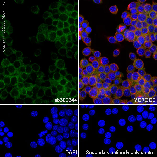 Immunocytochemistry/ Immunofluorescence - Anti-Pelo antibody [EPR26003-259] (AB309344)