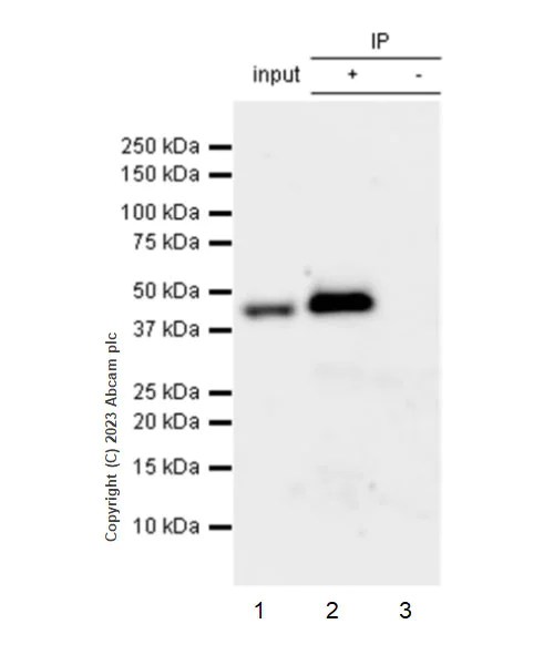 Immunoprecipitation - Anti-Pelo antibody [EPR26003-259] (AB309344)