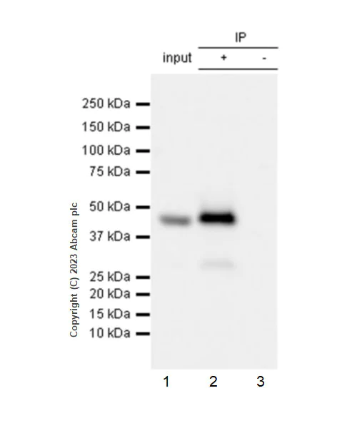Immunoprecipitation - Anti-Pelo antibody [EPR26003-259] - BSA and Azide free (AB309345)