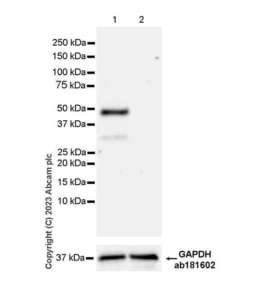 Western blot - Anti-Pelo antibody [EPR26003-259] - BSA and Azide free (AB309345)