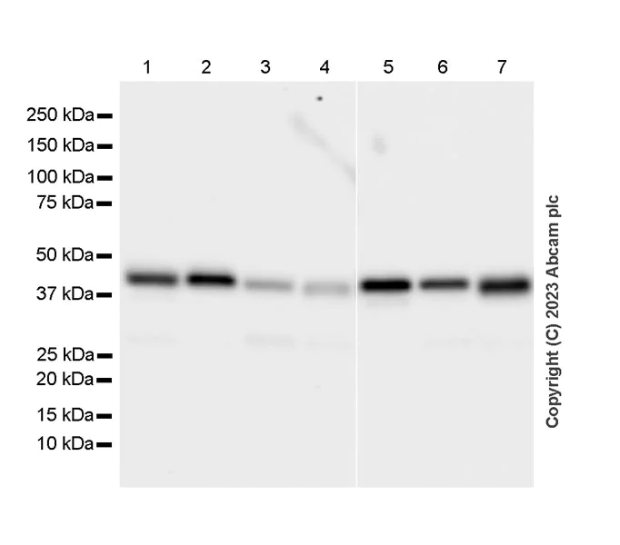 Western blot - Anti-Pelo antibody [EPR26003-259] - BSA and Azide free (AB309345)