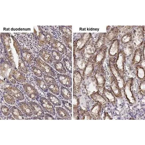 Immunohistochemistry (Formalin/PFA-fixed paraffin-embedded sections) - Anti-PELO antibody [HL2345] (AB317204)