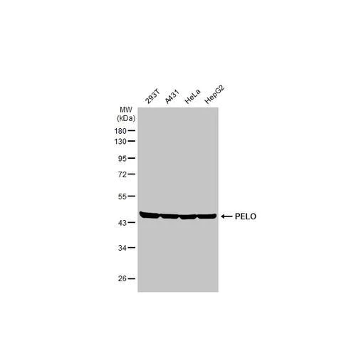 Western blot - Anti-PELO antibody [HL2345] (AB317204)