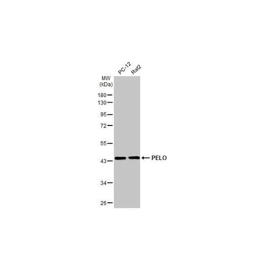 Western blot - Anti-PELO antibody [HL2345] (AB317204)