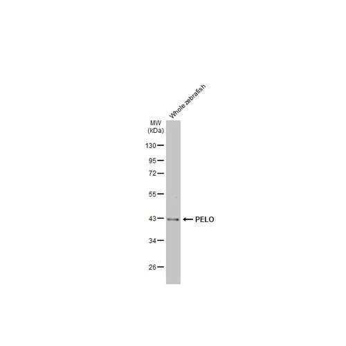 Western blot - Anti-PELO antibody [HL2345] (AB317204)