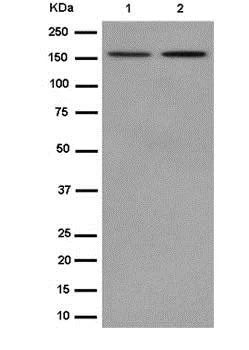 Western blot - Anti-PELP1 antibody [EPR15212] (AB187653)