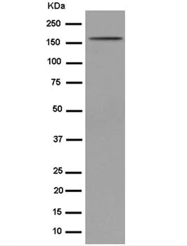 Western blot - Anti-PELP1 antibody [EPR15212] - BSA and Azide free (AB250932)