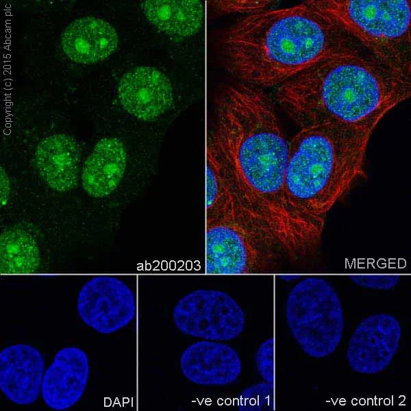 Immunocytochemistry/ Immunofluorescence - Anti-PELP1 antibody [EPR15213] (AB200203)