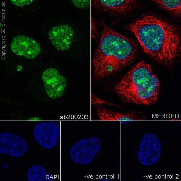 Immunocytochemistry/ Immunofluorescence - Anti-PELP1 antibody [EPR15213] (AB200203)
