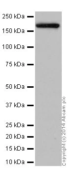 Western blot - Anti-PELP1 antibody [EPR15213] (AB200203)