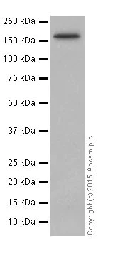 Western blot - Anti-PELP1 antibody [EPR15213] (AB200203)