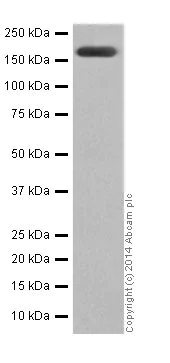Western blot - Anti-PELP1 antibody [EPR15213] (AB200203)