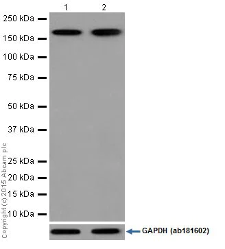 Western blot - Anti-PELP1 antibody [EPR15213] (AB200203)