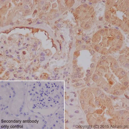 Immunohistochemistry (Formalin/PFA-fixed paraffin-embedded sections) - Anti-PELP1 antibody [EPR15213] - BSA and Azide free (AB251303)