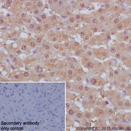 Immunohistochemistry (Formalin/PFA-fixed paraffin-embedded sections) - Anti-PELP1 antibody [EPR15213] - BSA and Azide free (AB251303)