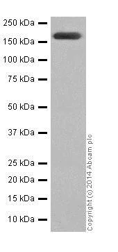 Western blot - Anti-PELP1 antibody [EPR15213] - BSA and Azide free (AB251303)