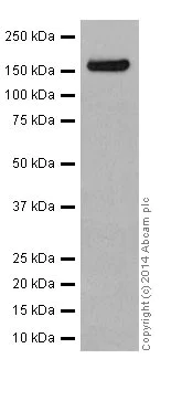Western blot - Anti-PELP1 antibody [EPR15213] - BSA and Azide free (AB251303)
