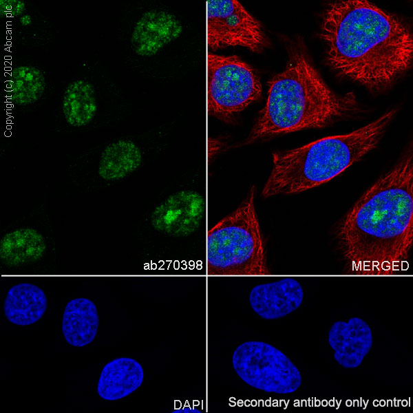 Immunocytochemistry/ Immunofluorescence - Anti-PELP1 antibody [EPR22863-99] (AB270398), expandable thumbnail