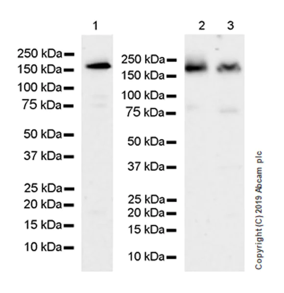 Western blot - Anti-PELP1 antibody [EPR22863-99] (AB270398)
