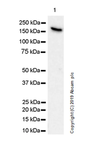 Western blot - Anti-PELP1 antibody [EPR22863-99] (AB270398)
