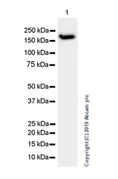 Western blot - Anti-PELP1 antibody [EPR22863-99] (AB270398), expandable thumbnail
