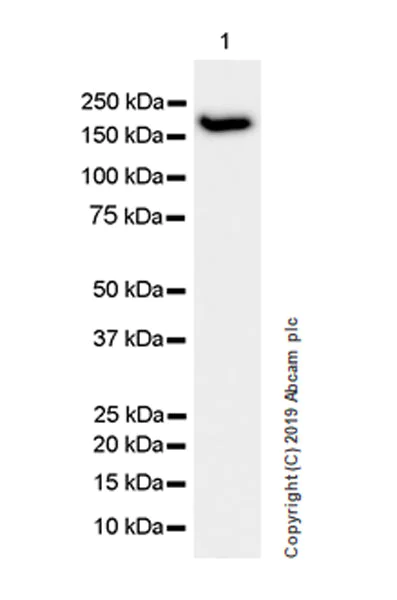 Western blot - Anti-PELP1 antibody [EPR22863-99] (AB270398)