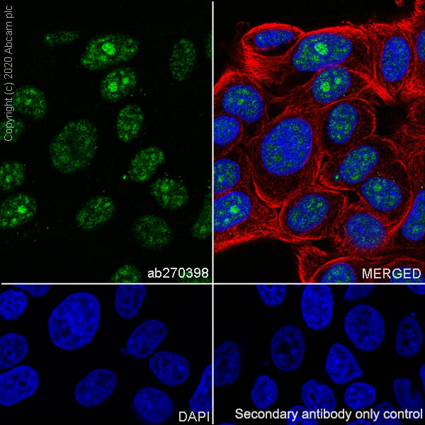 Immunocytochemistry/ Immunofluorescence - Anti-PELP1 antibody [EPR22863-99] - BSA and Azide free (AB270405), expandable thumbnail