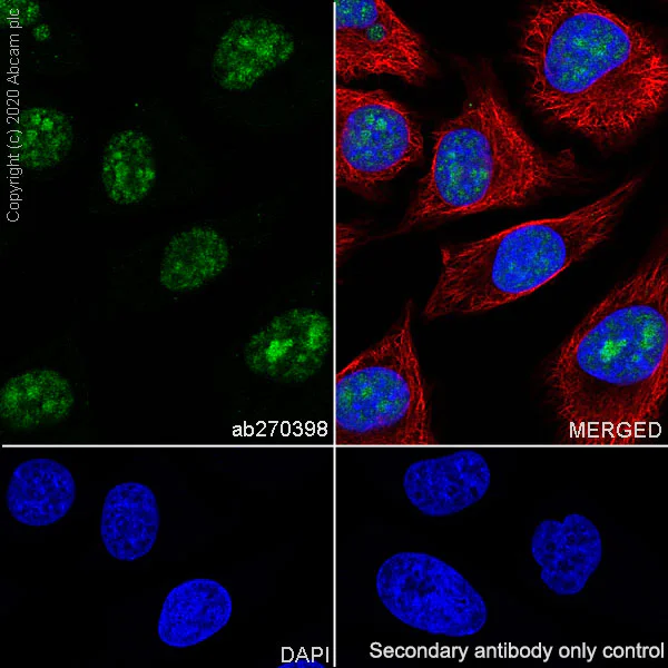 Immunocytochemistry/ Immunofluorescence - Anti-PELP1 antibody [EPR22863-99] - BSA and Azide free (AB270405)