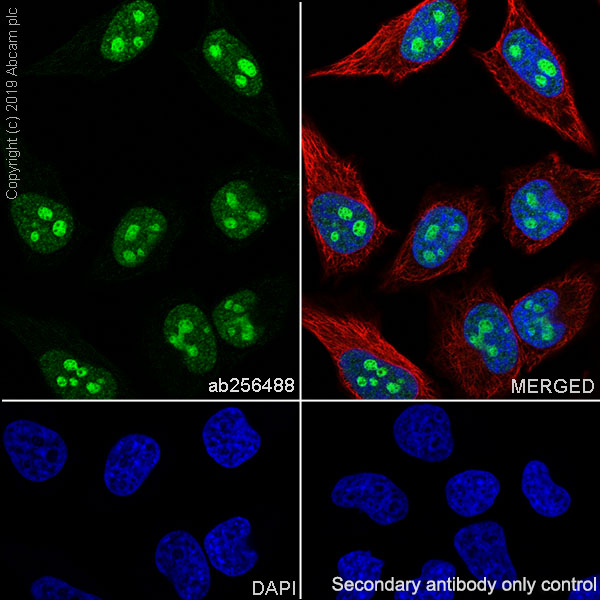 Immunocytochemistry/ Immunofluorescence - Anti-PELP1 antibody [EPR22864-62] (ab256488), expandable thumbnail